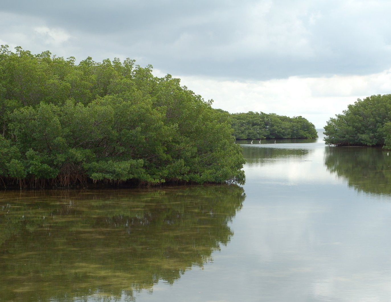 Weedon Island located in Florida. There are three small islands covered in trees as there reflections are in the water. A few birds are floating on the water in the distance just in front of the furthest island.
