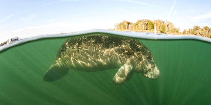 Manatee Submerged under Florida water