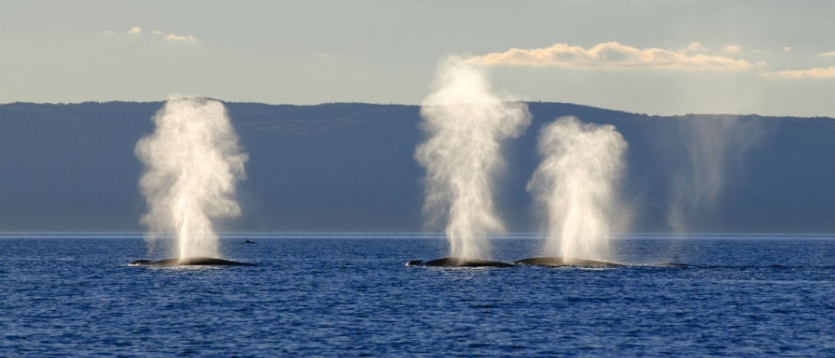 Be Mindful of MPAs and Other Boating Restrictions marine-protected-areas-mpa-ontario